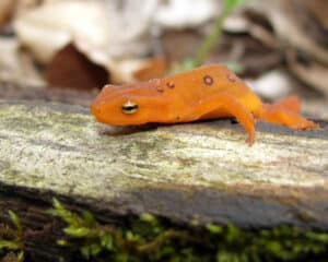 A small orange baby newt with dark spots rests on a piece of wood.