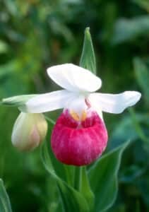 Showy lady’s slipper orchid with five white petals and a bright pink lip shaped like a slipper. One of the white petals is barely visible behind the pink lip. 