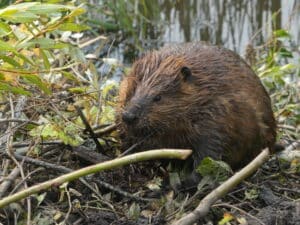 A brown beaver with damp fur rests on a patch of mud and green plants beside the water.