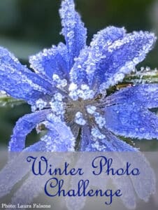 Close up of a violet-blue-flower covered in ice crystals. Over the photo, a translucent textbox has the words "Winter Photo Challenge" in large navy blue script